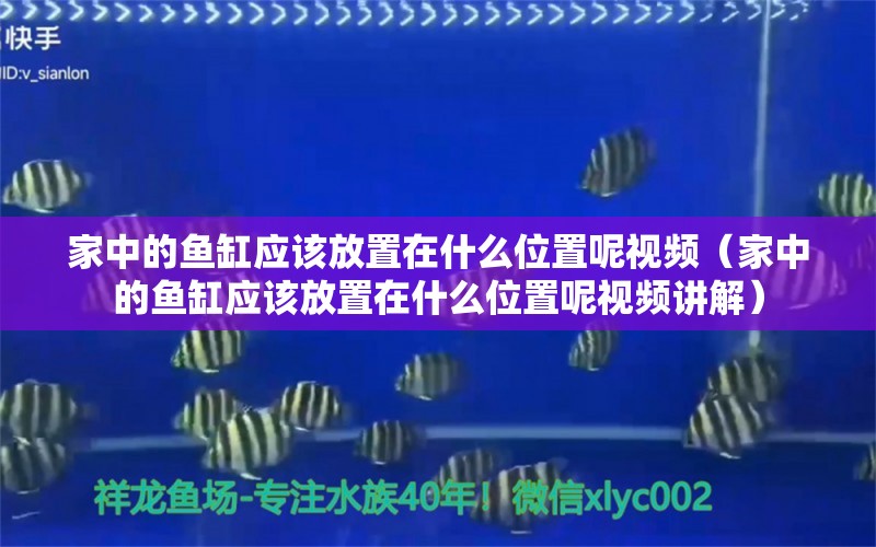 家中的魚缸應(yīng)該放置在什么位置呢視頻（家中的魚缸應(yīng)該放置在什么位置呢視頻講解）