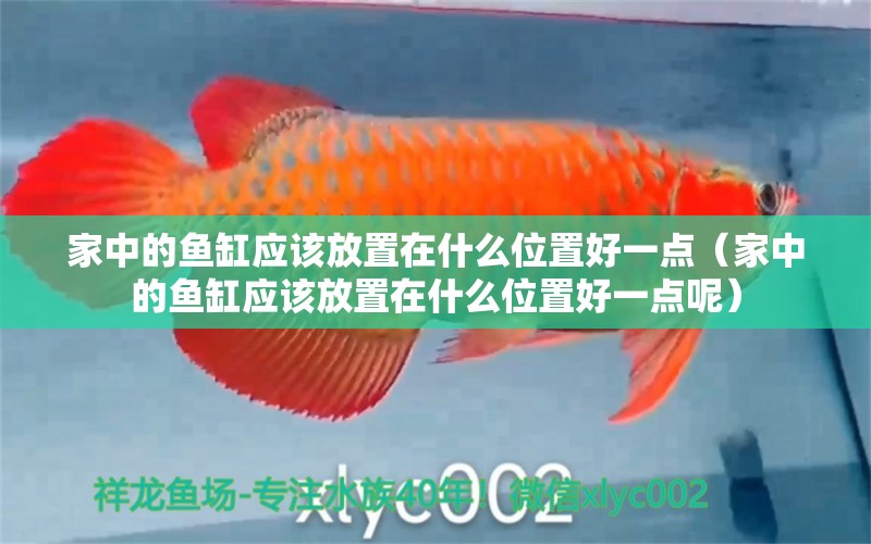 家中的魚缸應(yīng)該放置在什么位置好一點(diǎn)（家中的魚缸應(yīng)該放置在什么位置好一點(diǎn)呢） 祥龍進(jìn)口元寶鳳凰魚