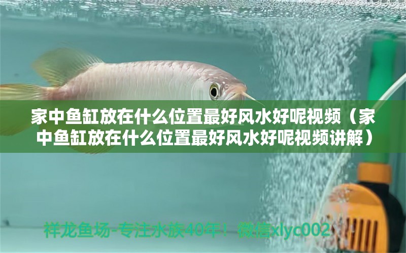 家中魚缸放在什么位置最好風(fēng)水好呢視頻（家中魚缸放在什么位置最好風(fēng)水好呢視頻講解）