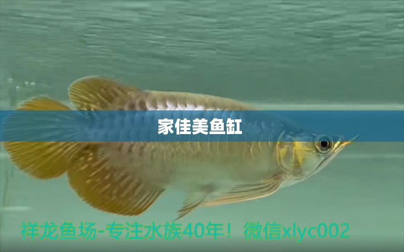 家佳美魚(yú)缸  印尼虎苗