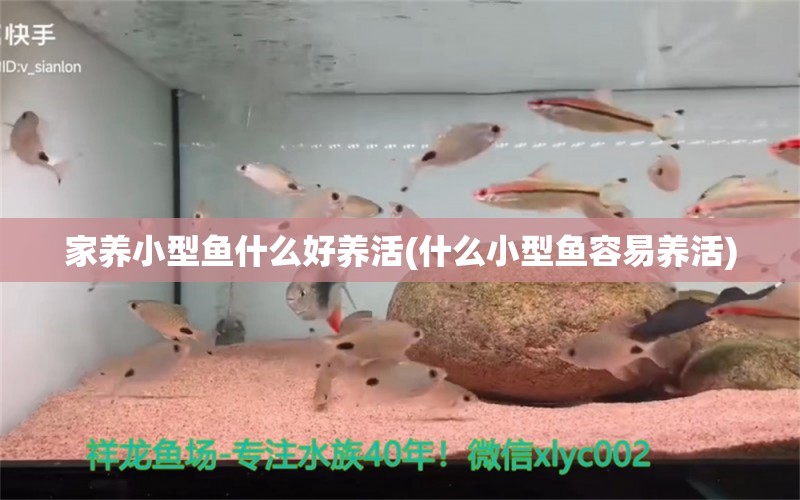 家養(yǎng)小型魚什么好養(yǎng)活(什么小型魚容易養(yǎng)活) 鴨嘴鯊魚