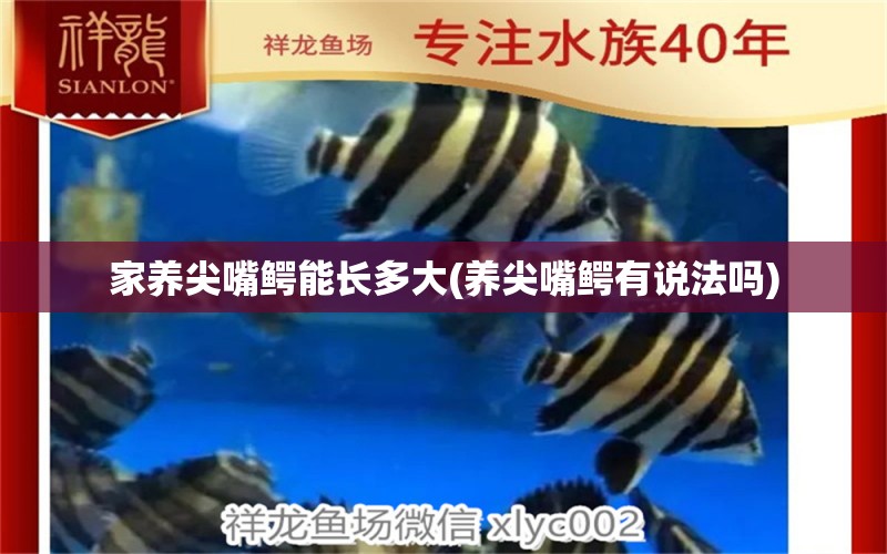 家養(yǎng)尖嘴鱷能長多大(養(yǎng)尖嘴鱷有說法嗎) 金老虎魚