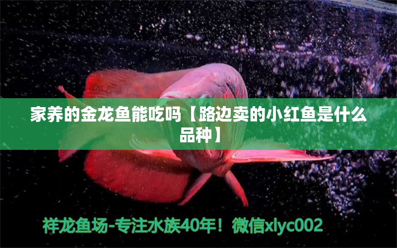 家養(yǎng)的金龍魚能吃嗎【路邊賣的小紅魚是什么品種】