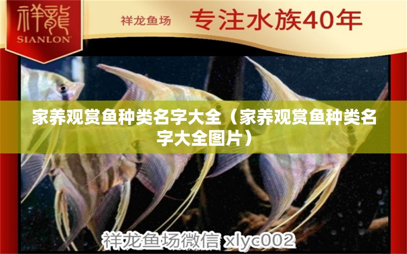 家養(yǎng)觀賞魚種類名字大全（家養(yǎng)觀賞魚種類名字大全圖片）