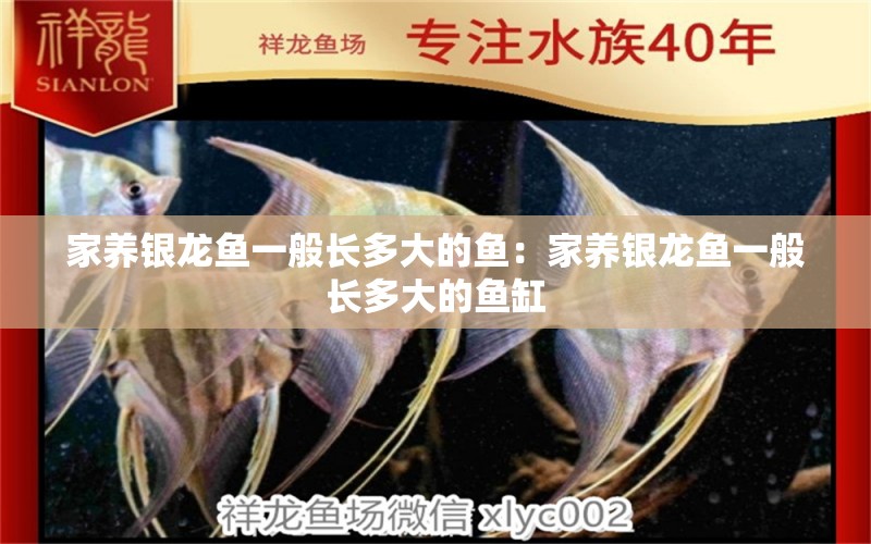 家養(yǎng)銀龍魚一般長(zhǎng)多大的魚：家養(yǎng)銀龍魚一般長(zhǎng)多大的魚缸 銀龍魚