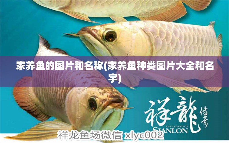 家養(yǎng)魚的圖片和名稱(家養(yǎng)魚種類圖片大全和名字) 白子紅龍魚