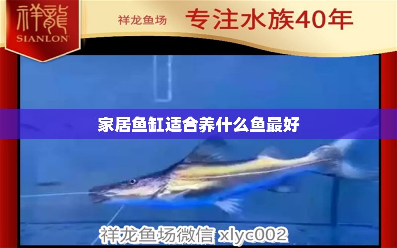 家居魚缸適合養(yǎng)什么魚最好