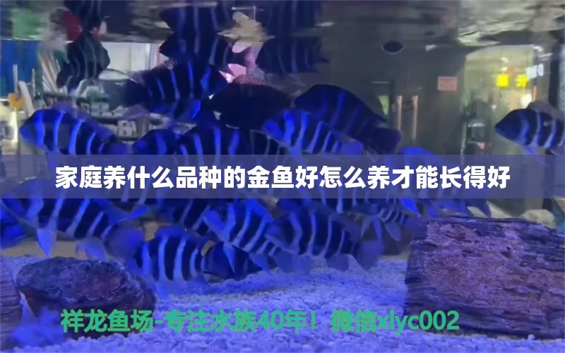 家庭養(yǎng)什么品種的金魚好怎么養(yǎng)才能長得好 翡翠鳳凰魚