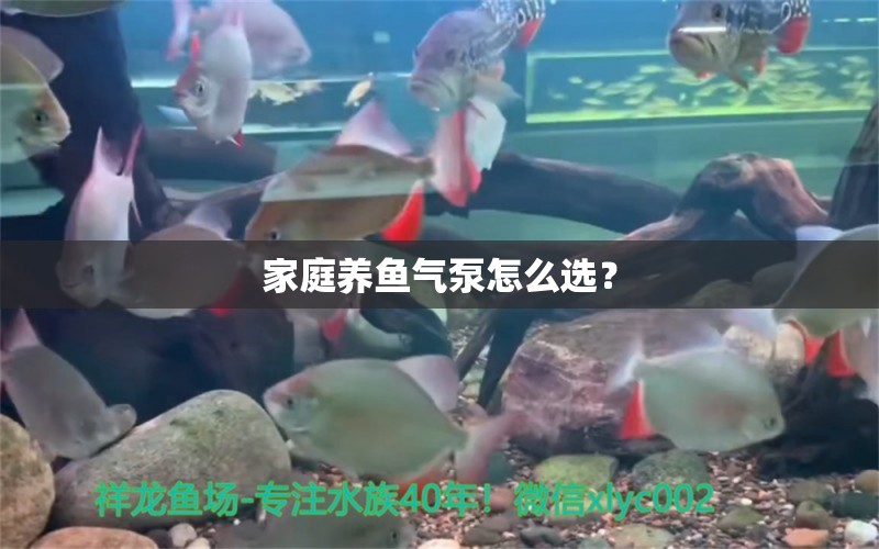 家庭養(yǎng)魚氣泵怎么選？ 三間鼠魚苗 第2張