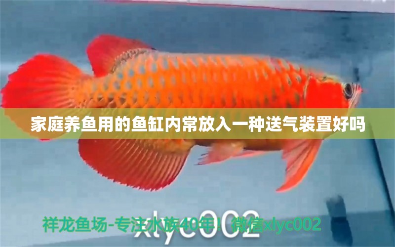 家庭養(yǎng)魚用的魚缸內(nèi)常放入一種送氣裝置好嗎 祥龍魚場