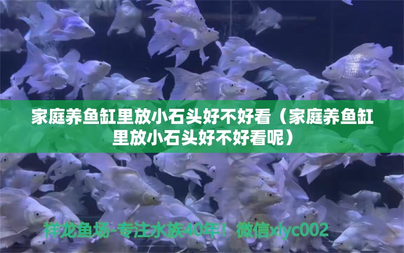 家庭養(yǎng)魚缸里放小石頭好不好看（家庭養(yǎng)魚缸里放小石頭好不好看呢）