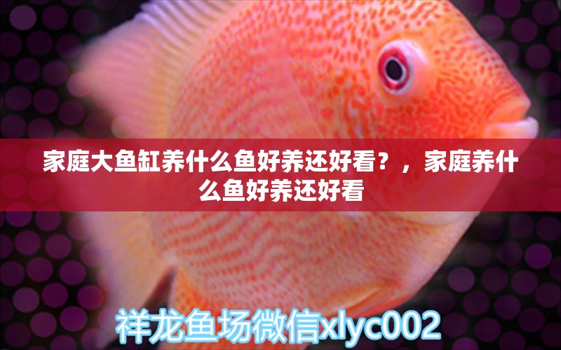 家庭大魚缸養(yǎng)什么魚好養(yǎng)還好看？，家庭養(yǎng)什么魚好養(yǎng)還好看 噴點菠蘿魚 第1張