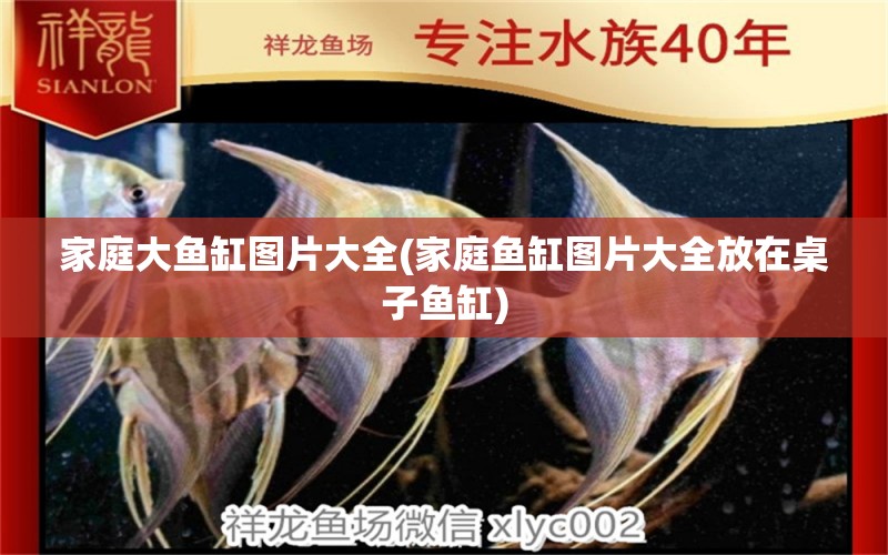 家庭大魚缸圖片大全(家庭魚缸圖片大全放在桌子魚缸) 埃及神仙魚