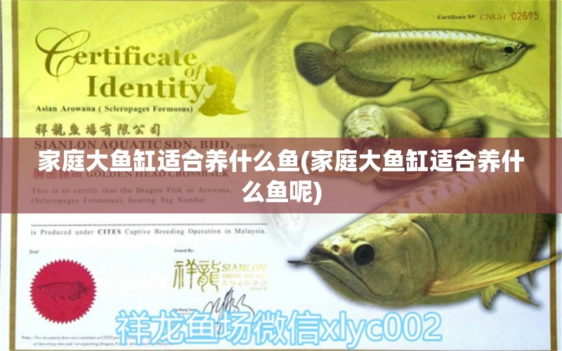 家庭大魚(yú)缸適合養(yǎng)什么魚(yú)(家庭大魚(yú)缸適合養(yǎng)什么魚(yú)呢) 2024第28屆中國(guó)國(guó)際寵物水族展覽會(huì)CIPS（長(zhǎng)城寵物展2024 CIPS）