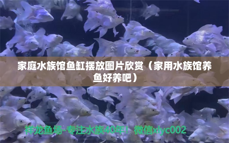 家庭水族館魚缸擺放圖片欣賞（家用水族館養(yǎng)魚好養(yǎng)吧）