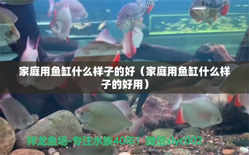 家庭用魚缸什么樣子的好（家庭用魚缸什么樣子的好用） 祥龍水族醫(yī)院