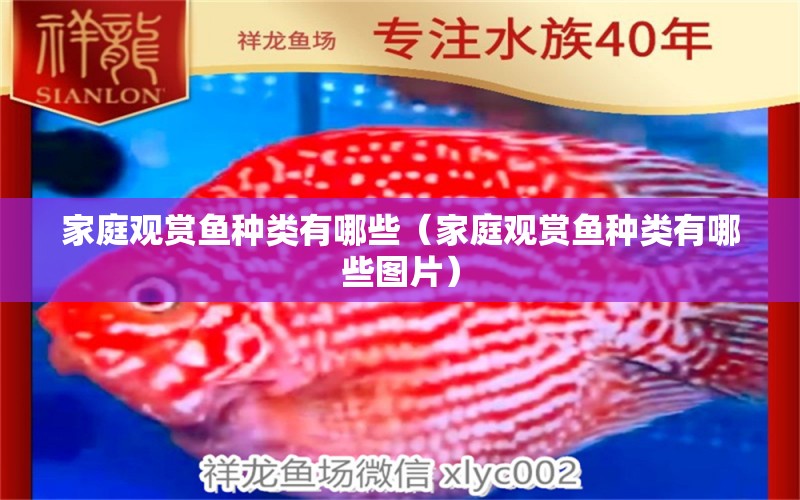 家庭觀賞魚種類有哪些（家庭觀賞魚種類有哪些圖片） 觀賞魚市場（混養(yǎng)魚）