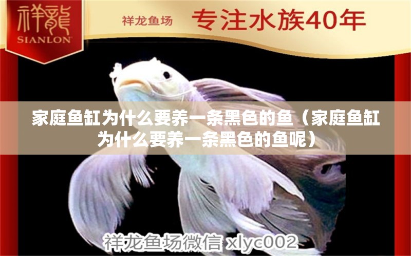 家庭魚缸為什么要養(yǎng)一條黑色的魚（家庭魚缸為什么要養(yǎng)一條黑色的魚呢）