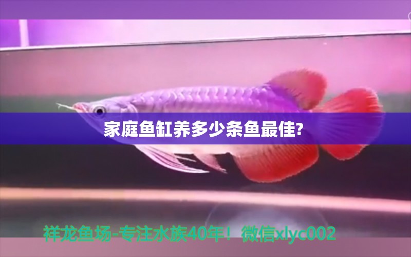 家庭魚缸養(yǎng)多少條魚最佳?  水族燈（魚缸燈）