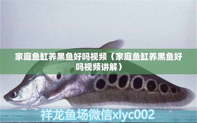 家庭魚缸養(yǎng)黑魚好嗎視頻（家庭魚缸養(yǎng)黑魚好嗎視頻講解） 印尼小紅龍