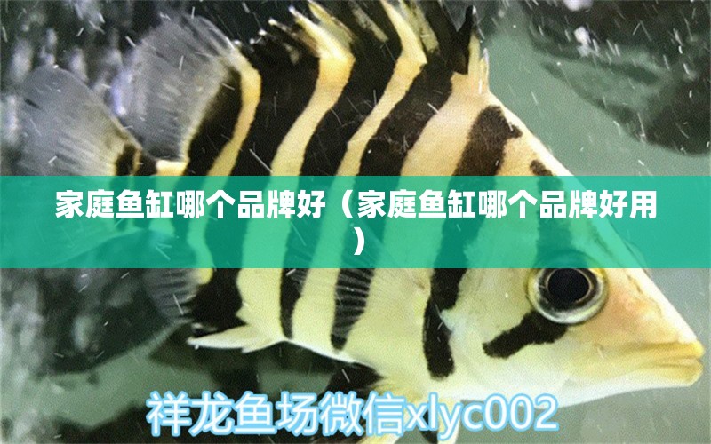 家庭魚缸哪個品牌好（家庭魚缸哪個品牌好用） 黑云魚