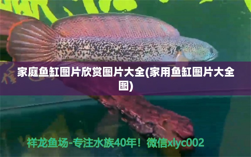 家庭魚(yú)缸圖片欣賞圖片大全(家用魚(yú)缸圖片大全圖) 祥龍金禾金龍魚(yú) 第1張