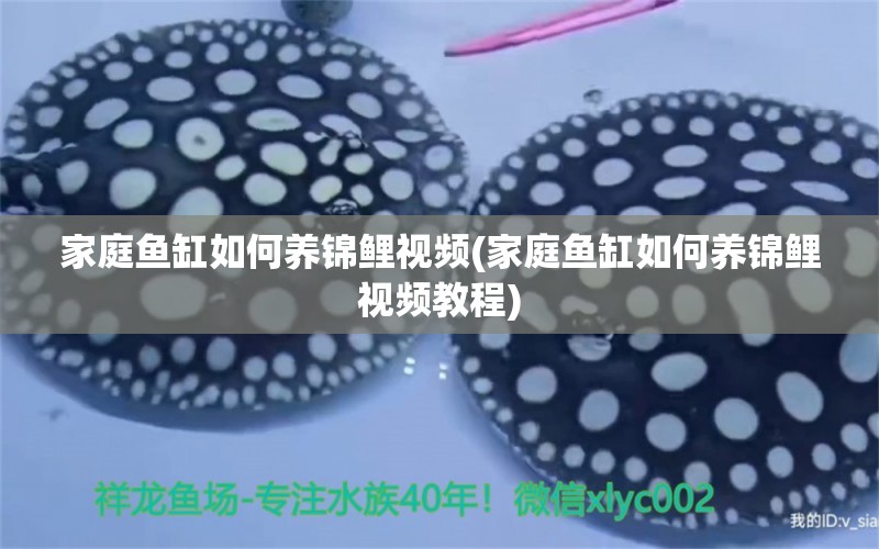 家庭魚缸如何養(yǎng)錦鯉視頻(家庭魚缸如何養(yǎng)錦鯉視頻教程) 黑水素 第1張