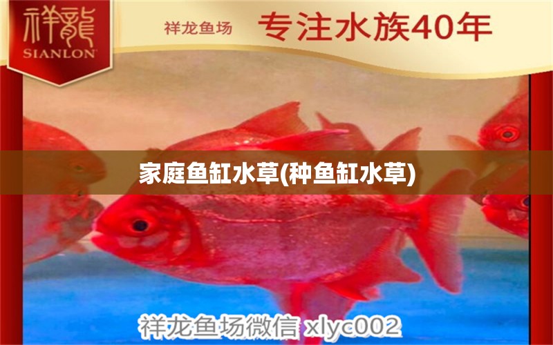 家庭魚缸水草(種魚缸水草) 水草 第1張