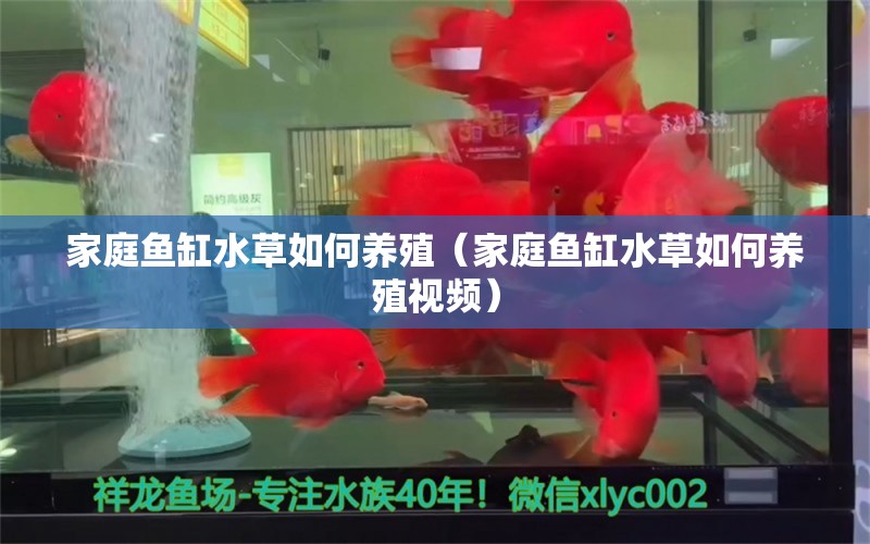 家庭魚缸水草如何養(yǎng)殖（家庭魚缸水草如何養(yǎng)殖視頻）