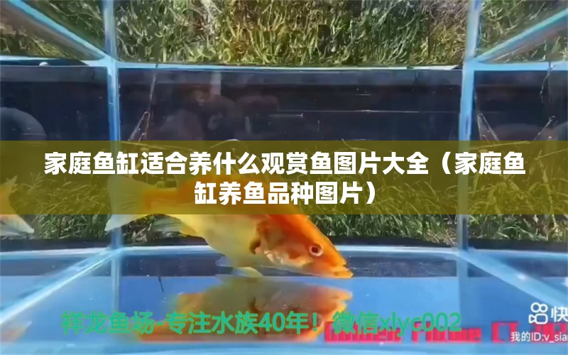 家庭魚(yú)缸適合養(yǎng)什么觀賞魚(yú)圖片大全（家庭魚(yú)缸養(yǎng)魚(yú)品種圖片）