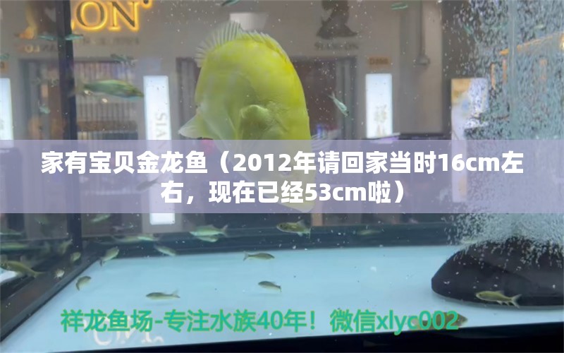 家有寶貝金龍魚（2012年請回家當時16cm左右，現(xiàn)在已經(jīng)53cm啦） 觀賞魚論壇 第3張