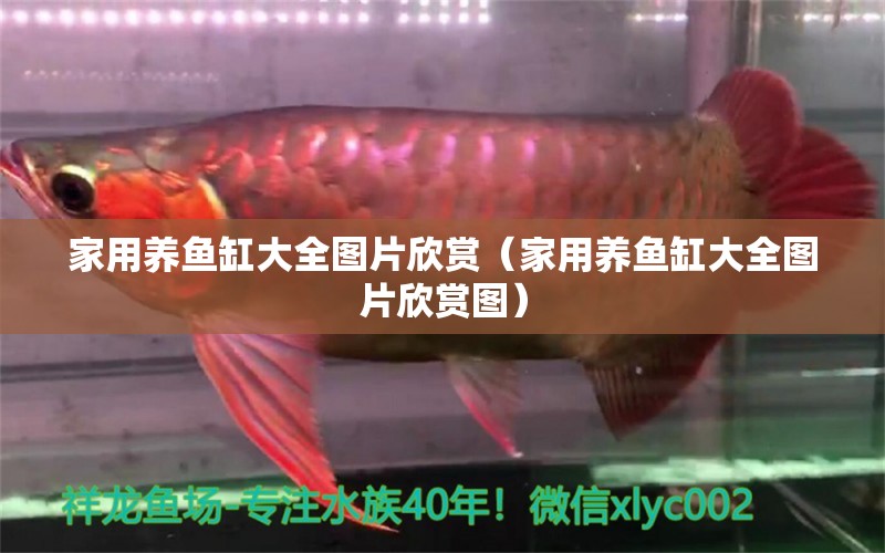 家用養(yǎng)魚缸大全圖片欣賞（家用養(yǎng)魚缸大全圖片欣賞圖）