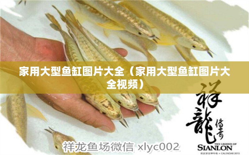 家用大型魚(yú)缸圖片大全（家用大型魚(yú)缸圖片大全視頻）