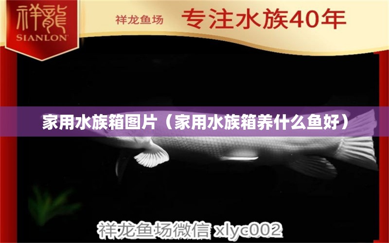 家用水族箱圖片（家用水族箱養(yǎng)什么魚好） 魚缸/水族箱