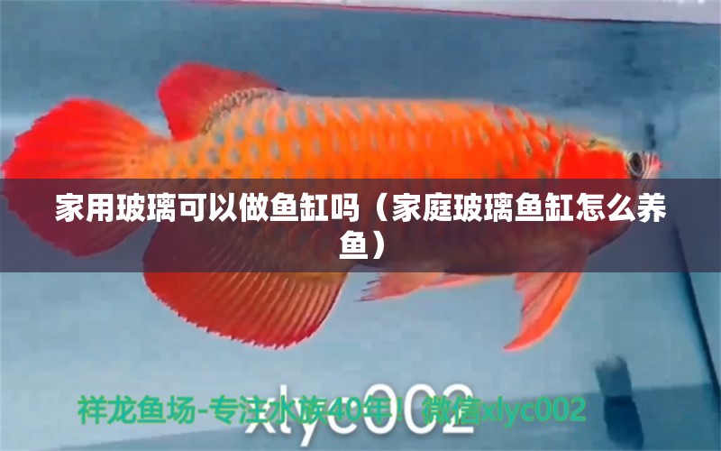 家用玻璃可以做魚缸嗎（家庭玻璃魚缸怎么養(yǎng)魚）