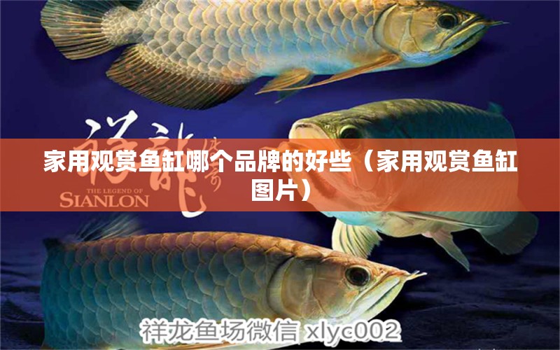 家用觀賞魚缸哪個品牌的好些（家用觀賞魚缸圖片）