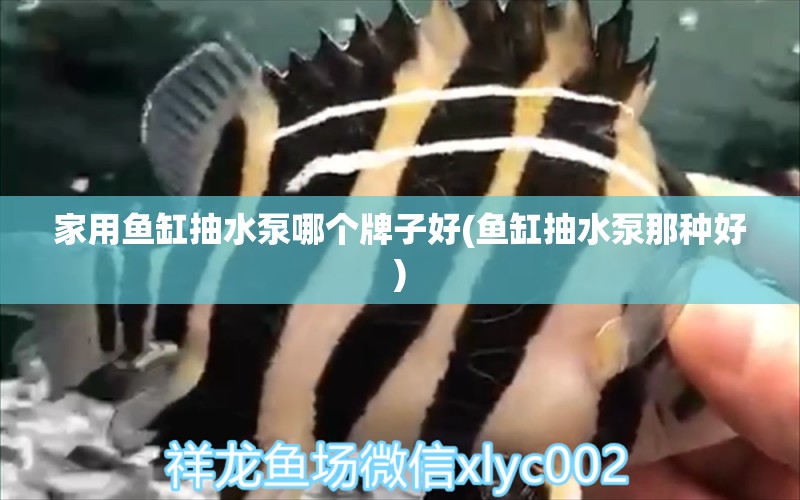 家用魚(yú)缸抽水泵哪個(gè)牌子好(魚(yú)缸抽水泵那種好) 鸚鵡魚(yú)