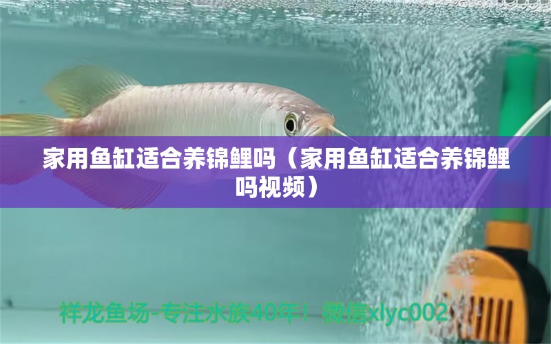 家用魚(yú)缸適合養(yǎng)錦鯉嗎（家用魚(yú)缸適合養(yǎng)錦鯉嗎視頻） 電鰻