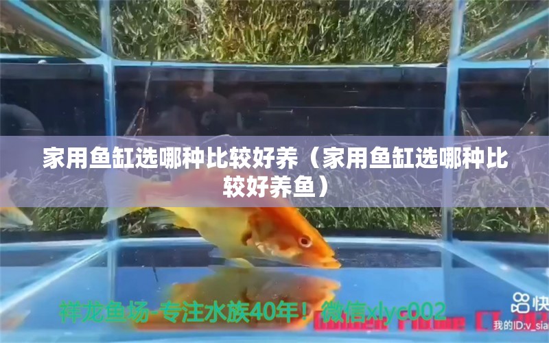 家用魚缸選哪種比較好養(yǎng)（家用魚缸選哪種比較好養(yǎng)魚） iwish愛唯希品牌魚缸