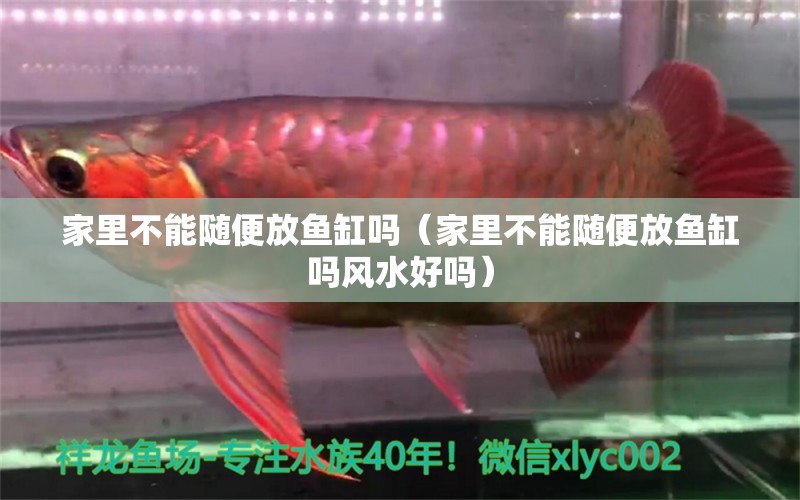 家里不能隨便放魚缸嗎（家里不能隨便放魚缸嗎風水好嗎） 帝王血鉆魚