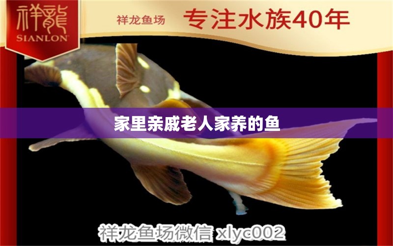 家里親戚老人家養(yǎng)的魚 觀賞魚論壇 第1張