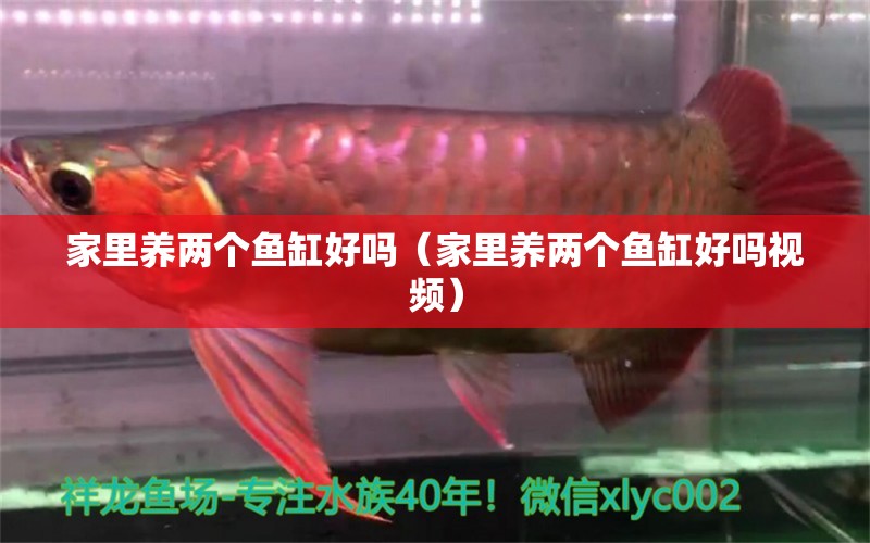 家里養(yǎng)兩個魚缸好嗎（家里養(yǎng)兩個魚缸好嗎視頻）