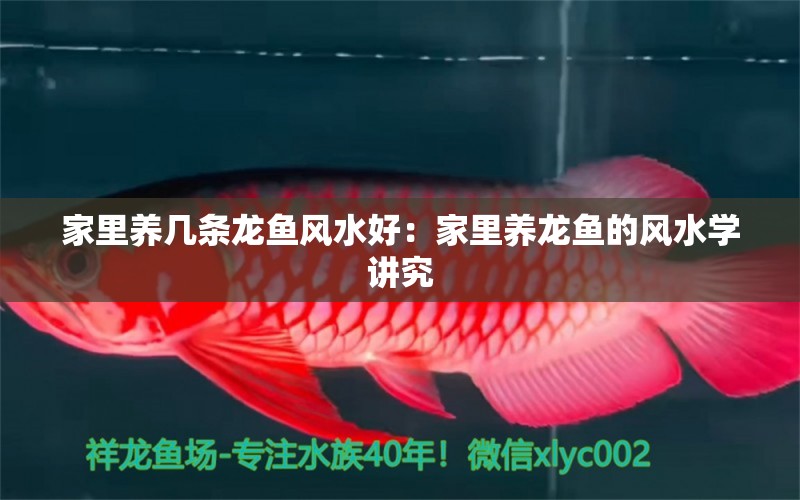 家里養(yǎng)幾條龍魚風(fēng)水好：家里養(yǎng)龍魚的風(fēng)水學(xué)講究