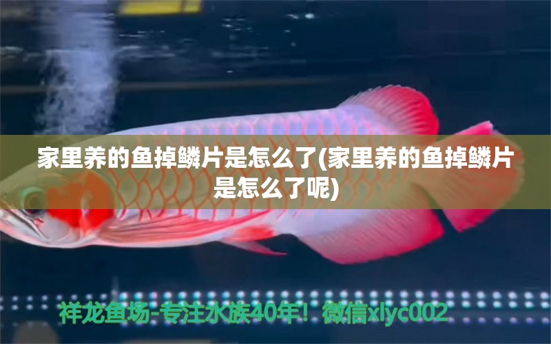 家里養(yǎng)的魚掉鱗片是怎么了(家里養(yǎng)的魚掉鱗片是怎么了呢) 祥龍魚藥系列