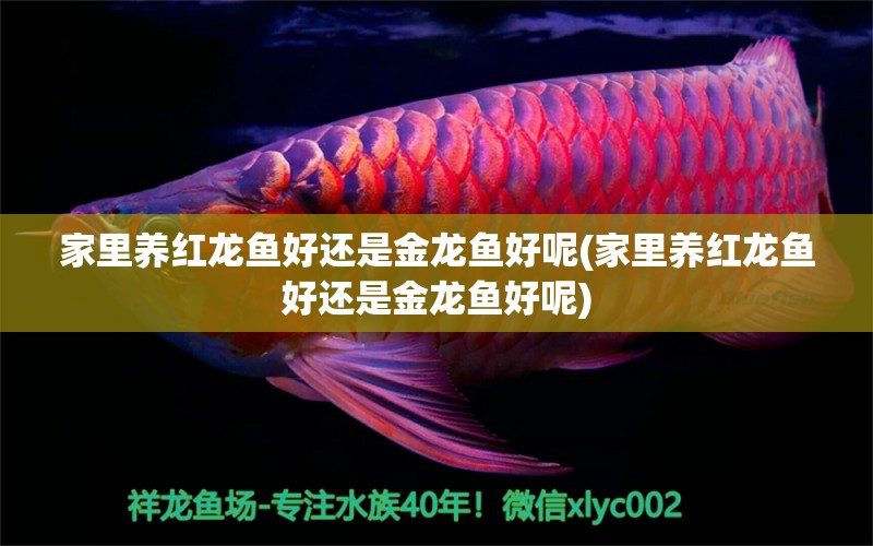 家里養(yǎng)紅龍魚好還是金龍魚好呢(家里養(yǎng)紅龍魚好還是金龍魚好呢) 三間鼠魚苗 第1張