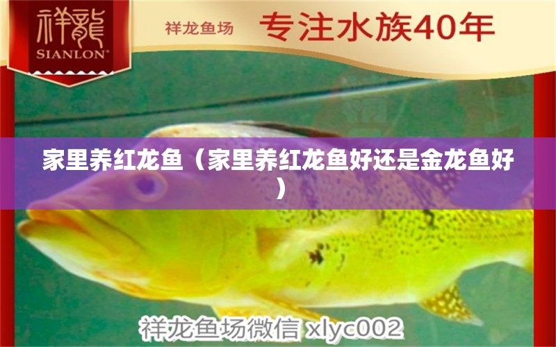 家里養(yǎng)紅龍魚（家里養(yǎng)紅龍魚好還是金龍魚好） 印尼紅龍魚