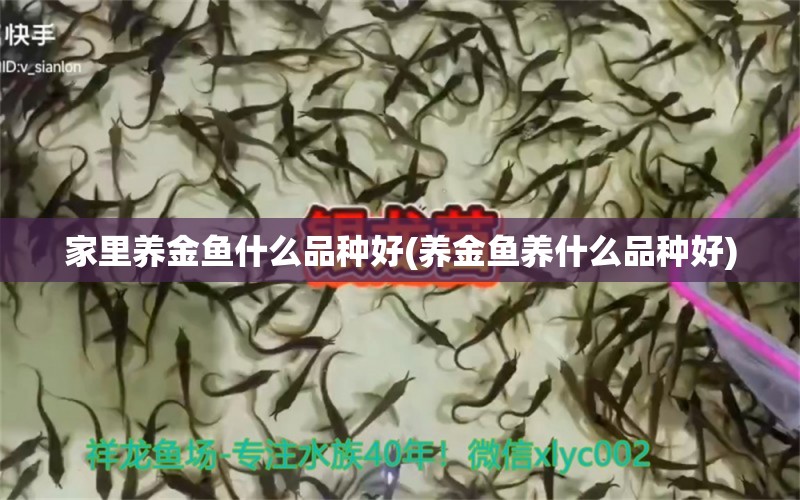 家里養(yǎng)金魚什么品種好(養(yǎng)金魚養(yǎng)什么品種好) 圣菲埃及魚