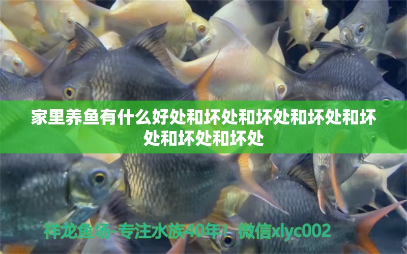 家里養(yǎng)魚有什么好處和壞處和壞處和壞處和壞處和壞處和壞處 玫瑰銀版魚