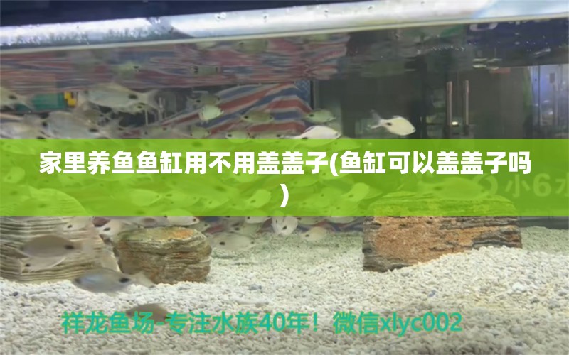 家里養(yǎng)魚魚缸用不用蓋蓋子(魚缸可以蓋蓋子嗎)