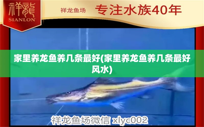 家里養(yǎng)龍魚養(yǎng)幾條最好(家里養(yǎng)龍魚養(yǎng)幾條最好風水) 魚缸風水